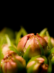 Image showing Macro of flower buds