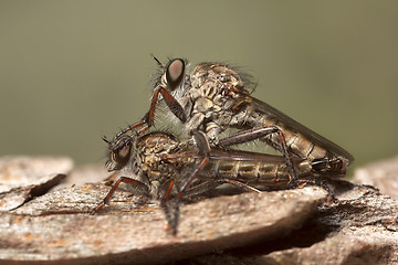 Image showing Mating Robber Flies
