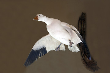 Image showing Duck Taxidermy