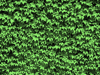Image showing Dotty Green Leaves Background