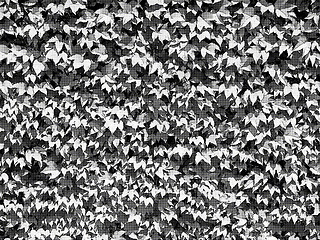 Image showing Dotty Black and White Leaves Background