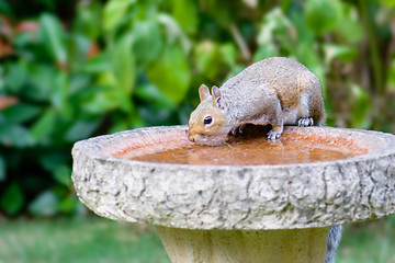 Image showing Grey Squirrel drinking