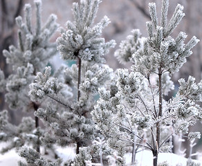 Image showing snow trees