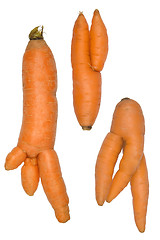 Image showing Unusual growth of carrots