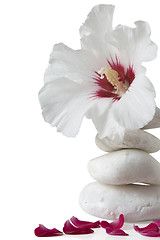 Image showing zen stones with flower