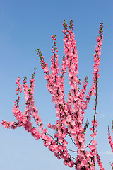 Image showing Sakura in spring season