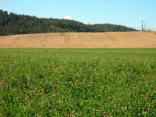 Image showing Field