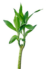 Image showing Green bamboo 