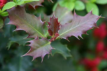 Image showing holly plant