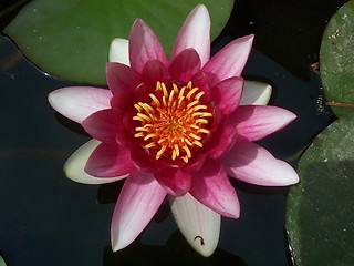 Image showing Water lilly