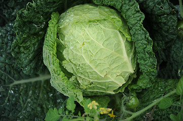 Image showing Cabbage