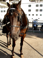 Image showing horse