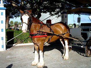 Image showing horse 2