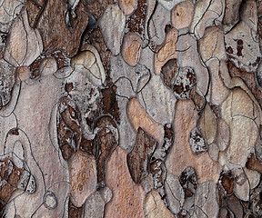 Image showing Wooden texture