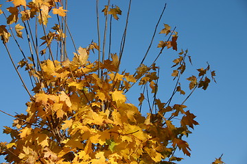 Image showing Autumn leaves 2