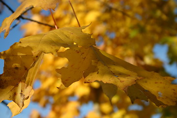 Image showing Autumn leaves