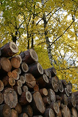 Image showing Autumn timber