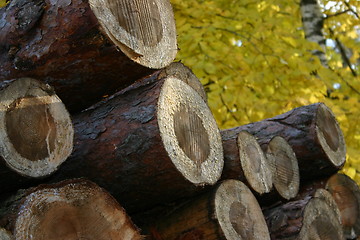 Image showing Autumn timber