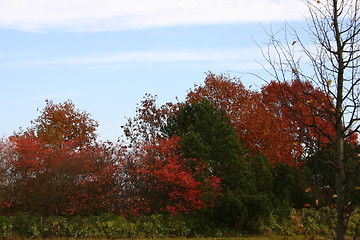 Image showing Autumn colours