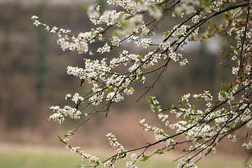 Image showing spring bloom