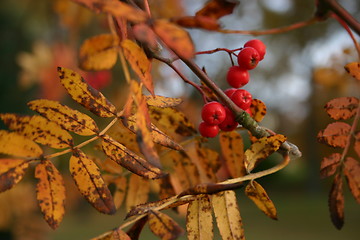 Image showing Autumn rowanberry