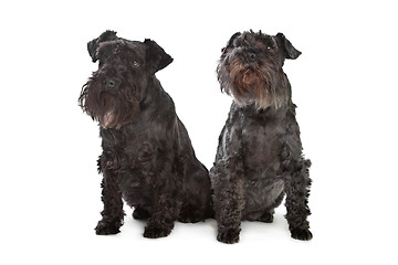 Image showing two miniature schnautzer dogs