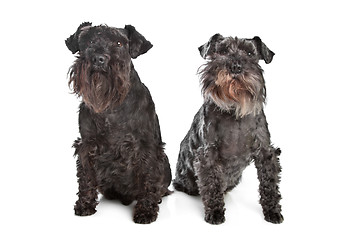 Image showing two miniature schnautzer dogs