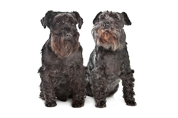 Image showing two miniature schnautzer dogs