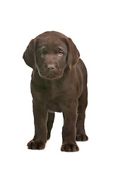 Image showing chocolate Labrador puppy