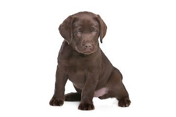 Image showing chocolate Labrador puppy