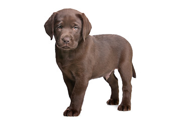 Image showing chocolate Labrador puppy