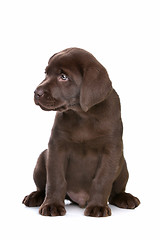 Image showing chocolate Labrador puppy