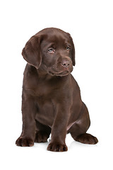 Image showing chocolate Labrador puppy