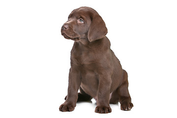 Image showing chocolate Labrador puppy