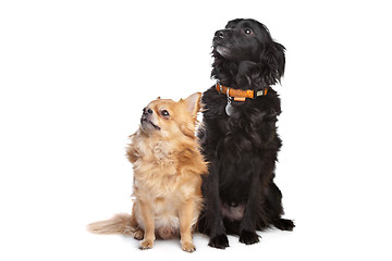 Image showing chihuahua and a black mixed breed dog