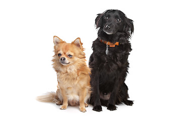 Image showing chihuahua and a black mixed breed dog