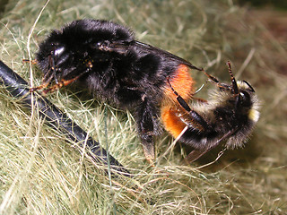 Image showing bees mating