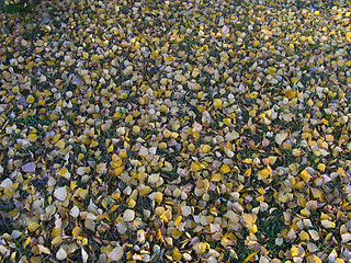 Image showing Autumn lawn