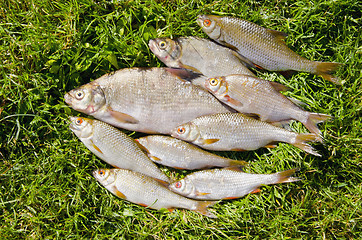 Image showing Roach bream whip fishes caught lake fishing catch