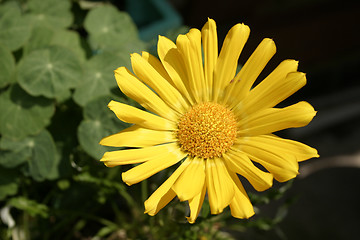 Image showing yellow gazania