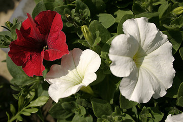 Image showing petunia