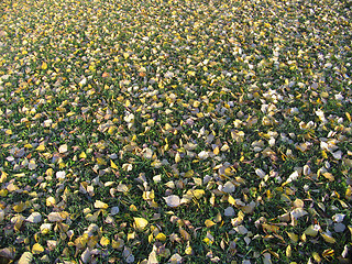 Image showing Autumn lawn