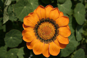 Image showing orange gazania