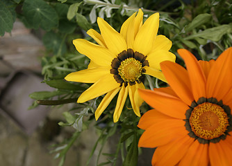 Image showing yellow and orange gazania