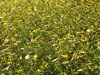 Image showing Autumn lawn