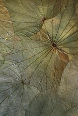 Image showing Leaf Background