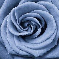 Image showing blue rose