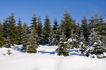 Image showing fresh snow in the mountains