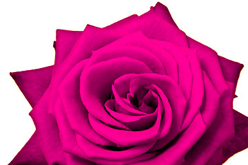 Image showing pink rose