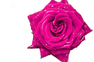 Image showing pink rose